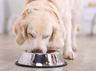 Dog Eating Food In Day Care